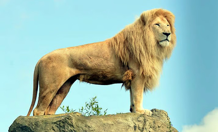 From 674 to 891: Gujarat’s Asiatic lions roar louder in 2025